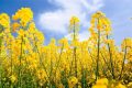 2022中國最美油菜花海鎮(zhèn)巴旅游文化節(jié)活動搶先看！縮略圖