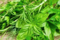 今天，我們?nèi)绾斡H近野菜縮略圖