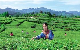 官宣！漢中市茶旅融合精品線路發(fā)布縮略圖