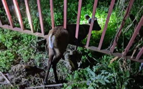 漢中市“一江兩岸”辦公室工作人員及時(shí)救助國家二級保護(hù)動物縮略圖