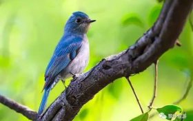 快看！漢中高人氣“山水秘境”變?yōu)椤傍B的天堂”縮略圖