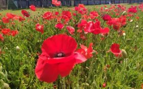 超美！漢中虞美人花海釋放繽紛活力，快來欣賞如畫美景縮略圖