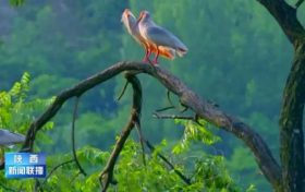 野外朱鹮數(shù)從7只擴(kuò)大7000多只！陜西生物多樣性實(shí)現(xiàn)恢復(fù)性增長縮略圖