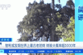 世界上最古老的樹(shù)？樹(shù)齡或超5000年！長(zhǎng)這樣→縮略圖