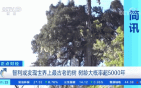 世界上最古老的樹？樹齡或超5000年！長這樣→縮略圖