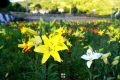 繁花似錦，清香陣陣，百合盛開(kāi)惹人醉！縮略圖