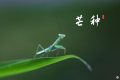 芒種，愿所有耕耘，終有收獲縮略圖