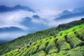 綜合產(chǎn)值超300億元！漢中成為西北地區(qū)最大的茶產(chǎn)業(yè)生產(chǎn)基地縮略圖
