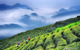 綜合產(chǎn)值超300億元！漢中成為西北地區(qū)最大的茶產(chǎn)業(yè)生產(chǎn)基地縮略圖