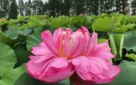 以夏天的名義，來(lái)漢中這里遇見(jiàn)不容錯(cuò)過(guò)的風(fēng)景！縮略圖