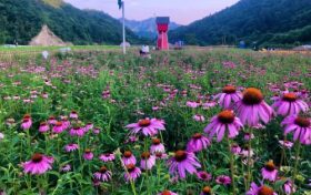 相約在夏季，徜徉在漢中這片花海，美到心醉！縮略圖