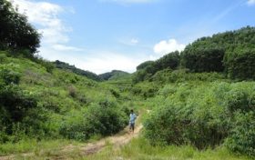 村民反映野豬經(jīng)常出沒(méi)糟蹋莊稼，回應(yīng)：8戶(hù)農(nóng)戶(hù)受災(zāi)，將定損賠付縮略圖