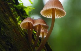 不認(rèn)識(shí)、沒吃過的蘑菇不要輕易嘗試食用！縮略圖