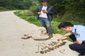 @漢中人！野生天麻，挖不得！縮略圖