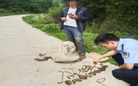 @漢中人！野生天麻，挖不得！縮略圖