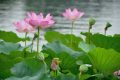 溫風(fēng)至，小暑來，長夏至此盛縮略圖