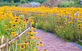 相約在夏季，徜徉在花海，美到心醉！縮略圖