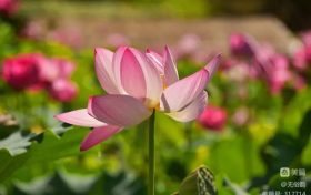 漢中這片梯田荷花驚艷綻放！太出片了縮略圖