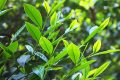 陜西茶行業(yè)“十佳”出爐 漢中再獲佳績(jī)！縮略圖
