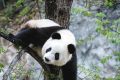 漢中佛坪這位“美人”驚艷了世人！縮略圖