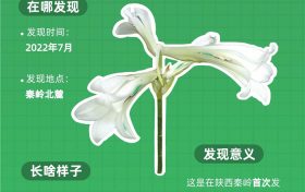 秦嶺新物種圖鑒：開(kāi)啟生物多樣性名場(chǎng)面縮略圖