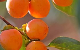 來青木川——我和秋天有個(gè)約會(huì)縮略圖