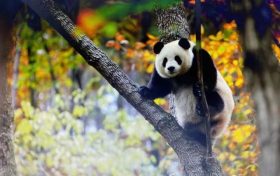 跟著熊貓的腳步，來一場浪漫的賞秋之旅！縮略圖