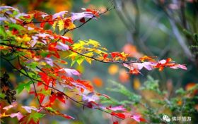 流金溢彩，秋色秘境，佛坪漫山紅葉已上線~縮略圖