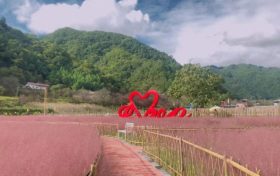 沙窩村粉黛亂子草已綻放！秋日“限定”等你來(lái)打卡縮略圖
