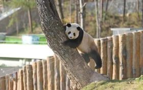 不愧是秦嶺大熊貓，光看照片就被可愛到了！縮略圖
