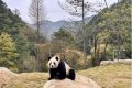 首批“住戶”在秦嶺大熊貓的“新家”住的習(xí)慣嗎？快來(lái)圍觀！縮略圖
