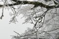 云賞龍頭山入冬初雪！霧凇奇觀太美啦！縮略圖