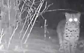 罕見！國家一級保護動物金貓現(xiàn)身勉縣秦嶺林區(qū)縮略圖