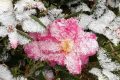 玉樹瓊枝！漢臺雪景美如畫！縮略圖