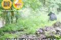 長青保護(hù)區(qū)黑熊與羚牛狹路相逢！縮略圖