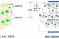 應對新冠要囤蒙脫石散？專家：備一兩盒正常，但未必是止瀉首選縮略圖