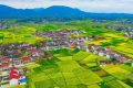 最新消息！南鄭區(qū)確定為2023中國最美油菜花海漢中旅游文化節(jié)主會場縮略圖