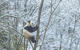 漢中四只大熊貓喬遷新居！縮略圖