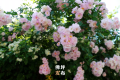 春暖花開(kāi)的序曲即將奏響，佛坪賞花指南為您送上！縮略圖