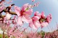 桃花依舊笑春風(fēng)，漢臺(tái)區(qū)這個(gè)地方千余畝桃林正在怒放縮略圖