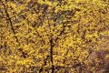 萬(wàn)畝山茱萸花開(kāi) 美景如畫醉游人縮略圖