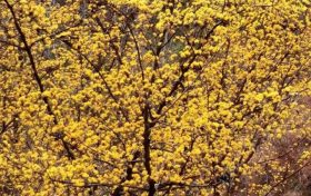 萬(wàn)畝山茱萸花開 美景如畫醉游人縮略圖