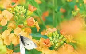 五彩斑斕的油菜花，回暖的三月不妨去皇塘尋找它！縮略圖