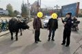 南鄭公安：水牛街頭“散步”，民警送它“回家”！縮略圖