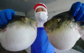?注意！近期有人因它中毒，0.5毫克可致死縮略圖
