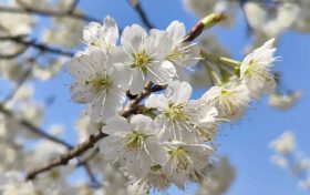 西鄉(xiāng)櫻花開了，快來(lái)賞花吧縮略圖