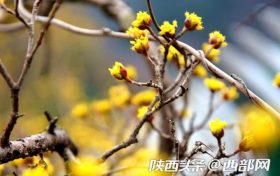 漢中佛坪：春光明媚 花影婆娑 不負好時光縮略圖