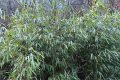 首次！佛坪人工竹林引來(lái)野生大熊貓！縮略圖