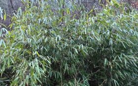 首次！佛坪人工竹林引來野生大熊貓！縮略圖