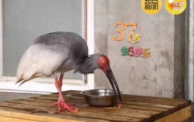 破紀(jì)錄！全球最長壽朱鹮平平37歲啦！縮略圖